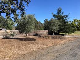 Kalamata Olive Tree Olives Unlimited