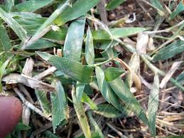 Image result for Urochloa semiundulata