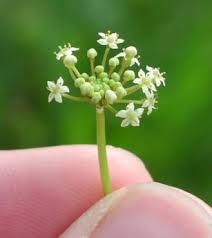Image result for Hypertelis umbellata