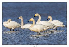 Jargal's Wildlife Photography