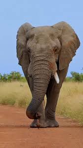 OXPECKER SYMBIOTIC RELATIONSHIP ...