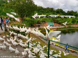 You need to climb 480 steps to reach the top. How To Go To Garin Farm From Iloilo City