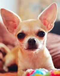 They are not expensive, readily available, and can live in any home or apartment. 25 Low Maintenance Dog Breeds For People With Super Hectic Lives Purewow