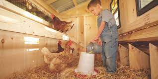 Maybe you would like to learn more about one of these? Inside A Chicken Coop 8 Important Interior Features