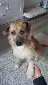 Das vorliegende hundekaufvertrag muster, das sie auf unserer seite kostenlos herunterladen können, trägt zum schutz von käufer und verkäufer bei und ist auch für das tier von nutzen. Streetdogs Europe Beitrage Facebook