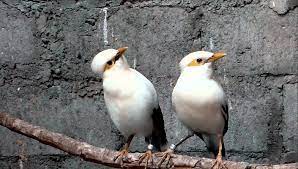 Perbedaan Ciri Ciri Burung Jalak Pito Jantan Dan Betina Gambar Burung Burung Jalak
