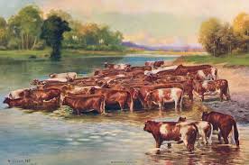 Cows Cattle The R A Fox Society Cow Art Cattle Bull Art