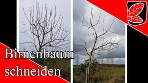 Der rückschnitt einer säulenbirne erfolgt etwa mitte bis ende juni. Birnenbaum Schneiden Im Fruhjahr Youtube