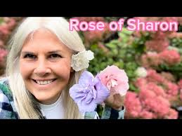 Hibiscus White, Lavender, Blue & Pink Chiffon // AMAZING👍 Rose Of Sharon  Shrubs from Proven Winners®