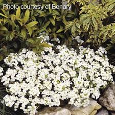 Image result for Arabis