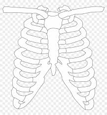 The rib cage is formed by the sternum, costal cartilage, ribs, and the bodies of the thoracic vertebrae. Rib Cage Ribs Bones Human Png Image Human Rib Cage Transparent Png 1250x1280 2839750 Pngfind