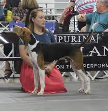 • monthly features on competition and pleasure hunting • coverage of the sport's major events • profiles of outstanding hound people • real life stories • event calendars • hunt and show results. Ukc Coonhound Events 2019 Online Off 65