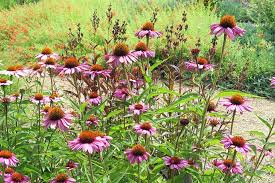 Our laboratory has recently shown that the receptors of brassinosteroid (br) hormones. Plant Lists