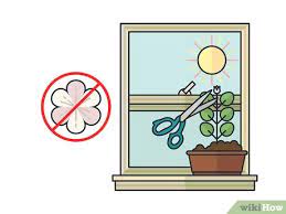 I'm used to bitter tasting plants, but this is unlike anything i've ever tasted. How To Grow Mint Indoors 13 Steps With Pictures Wikihow