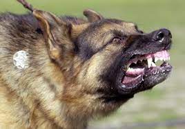 Maybe you would like to learn more about one of these? Things You Didn T Know About The German Shepherd
