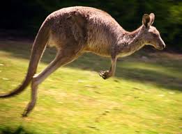 Dromedary camels, which have one hump, and bactrian camels, which have two sand up the nose can be a problem, but not for camels. Placental Mammals Advanced Ck 12 Foundation