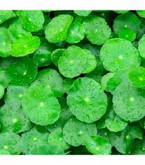 Image result for Duosperma quadrangulare