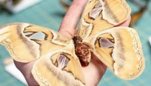 A native of southeast asia, the ready for this? Atlas Moth Archives Bug Under Glass