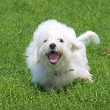 She is curious, intelligent, playful, and well behaved for a puppy. 1 Bichon Frise Puppies For Sale In California Uptown