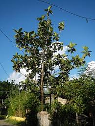 Image result for Artocarpus altilis