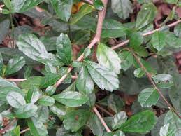 Carmona Retusa Useful Tropical Plants