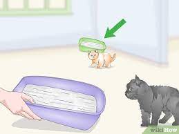 Almost gagged going into house! 3 Ways To Eliminate Cat Odors Around The House Wikihow