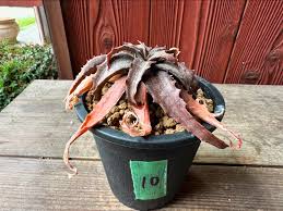 Image result for Aloe veseyi