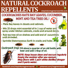 Diy Aggressive Cockroach Repellents Step Into My Green World Stepin2 Cockroach Repellent Repellents Pest Control