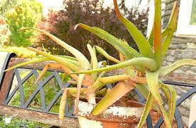 Can you plant aloe vera in the garden. Aloe Vera Plant Care How To Grow Care For Your Aloe Plants