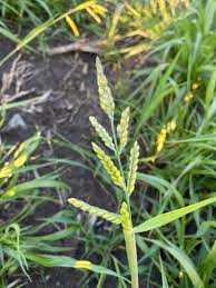 Image result for Eriochloa