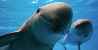 Vaquita
