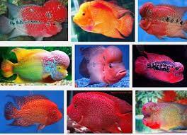Hello guysss kali ini gue mau berbagi design aquarium untuk ikan hias kalian. Jenis Ikan Louhan Lengkap Beserta Cara Memeliharanya Ikan Ikan Cupang Flora