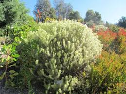 Image result for Phylica