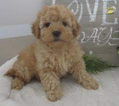 If you are looking for cavapoo puppies in ohio then we can help. Rover Cavapoo Puppy For Sale In Millersburg Oh Happy Valentines Day Happyvalentinesday2016i