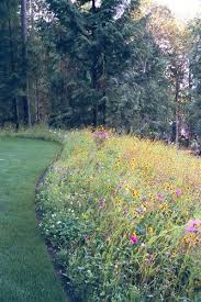 Pacific Northwest Meadow Flowers Landscape Design Front Yard Landscaping Yard Landscaping