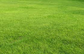 Homeowners know how important water is to a healthy lawn. When To Plant Buffalo Grass Seed In Texas Pepper S Home Garden