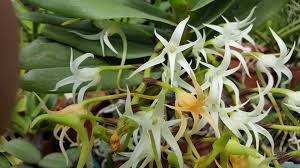 Image result for Cyrtorchis arcuata