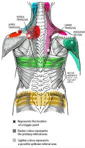 Shoulder Trigger Points Chart Www Bedowntowndaytona Com