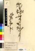 Image result for Indigofera zenkeri