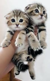 Epingle Par Jeanine Sur Chat Scottish Fold En 2020 Animaux Hilarants Photographie De Chat Chats Et Chatons