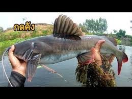 ดำน ำย งปลาลำน ำม ล ep14 ปลากดค ง ปลากา ปลากะส บ youtube