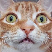 Cat cancer is similar to human cancer in that it's a cell type that has kind of gone crazy and multiplying and causing a problem in your pet. Can Cats Sense Spirits And Ghosts Cole Marmalade