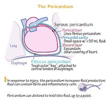 Pericardial Diseases In 2020 Medical Science Human Body Anatomy Medicine Notes
