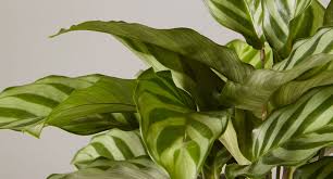 Image result for Calathea