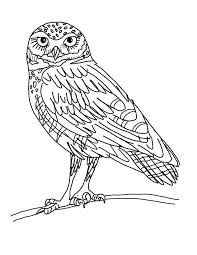 Coloring Rocks Owl Coloring Pages Owl Pictures To Color Coloring Pages For Kids