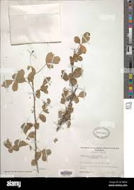 Image result for Commiphora mombassensis