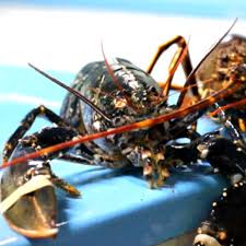 Homard Europeen Vivant Au Meilleur Prix Livraison Poissonnerie Paon