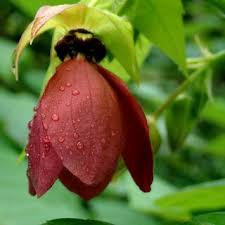 Image result for Pilea sublucens