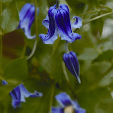 Image result for Clematis costata