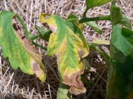 Download in under 30 seconds. Master Gardener Tomato Disease Sheet Giantveggiegardener
